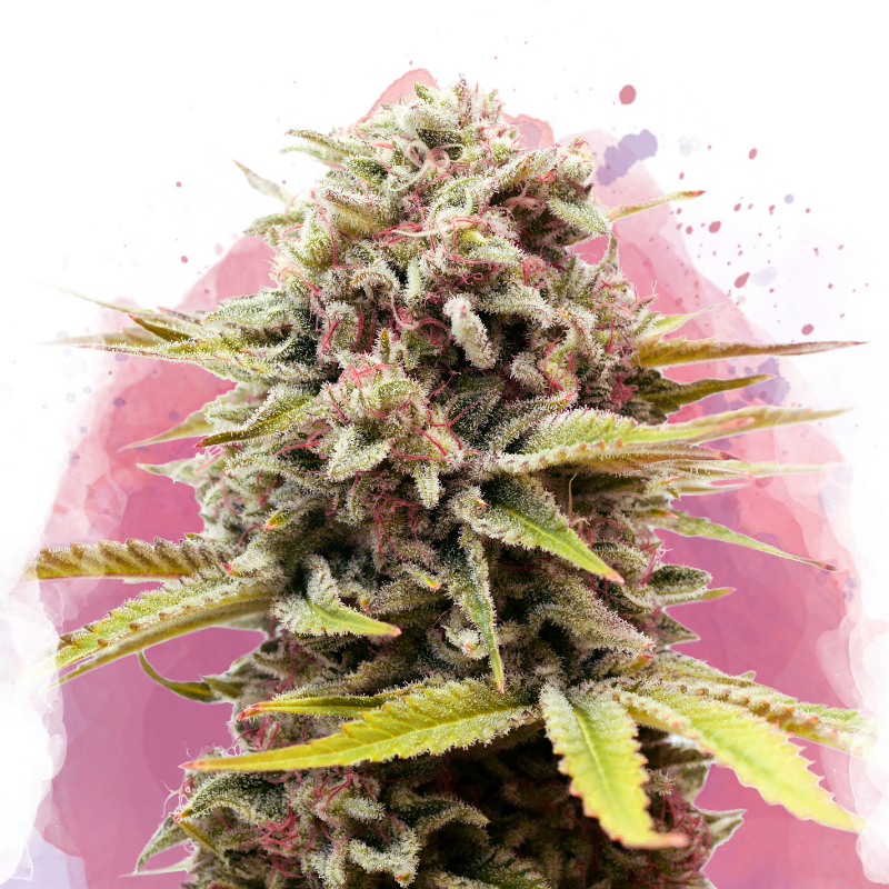 Bubblelicious von Nirvana