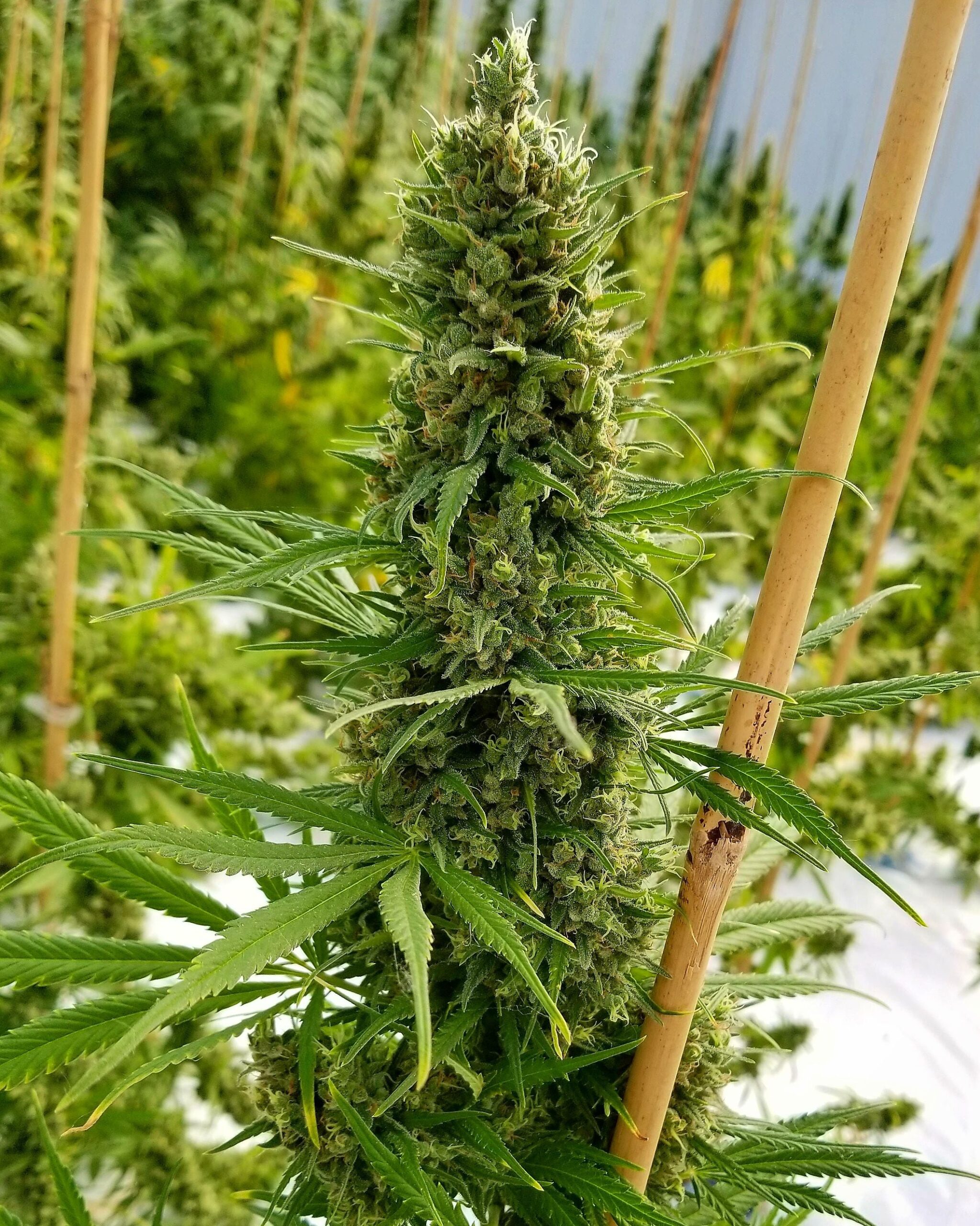 Critical Haze von Mr Nice