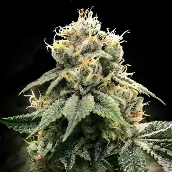 Chocolate Truffle Shuffle von DNA Genetics