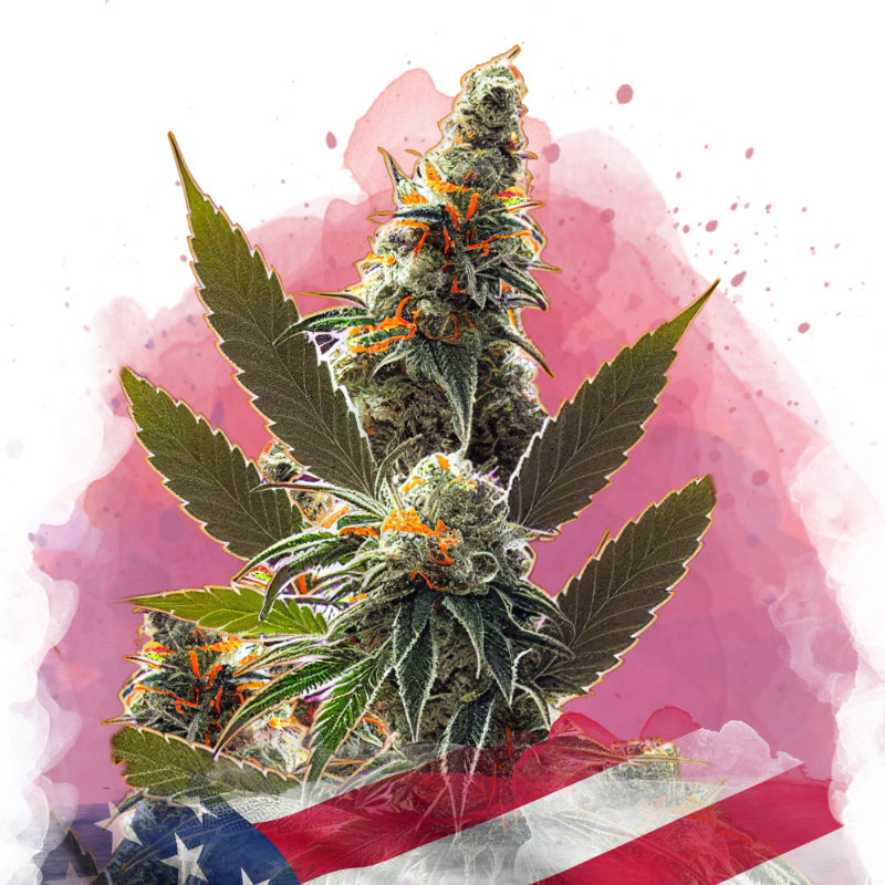Orange Bud von Nirvana