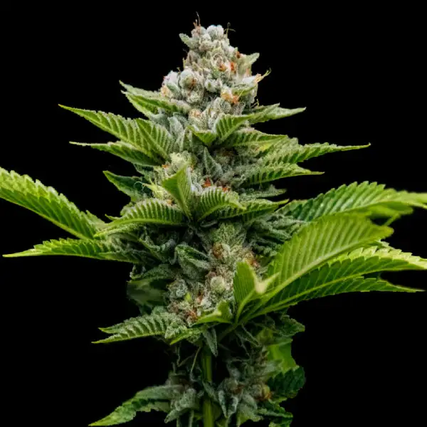 Challah Cake von DNA Genetics