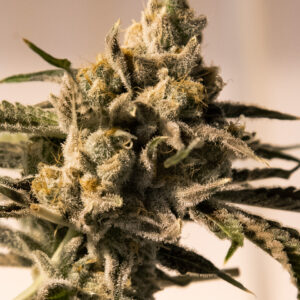 Cherry Pie Fast von High Speed Buds