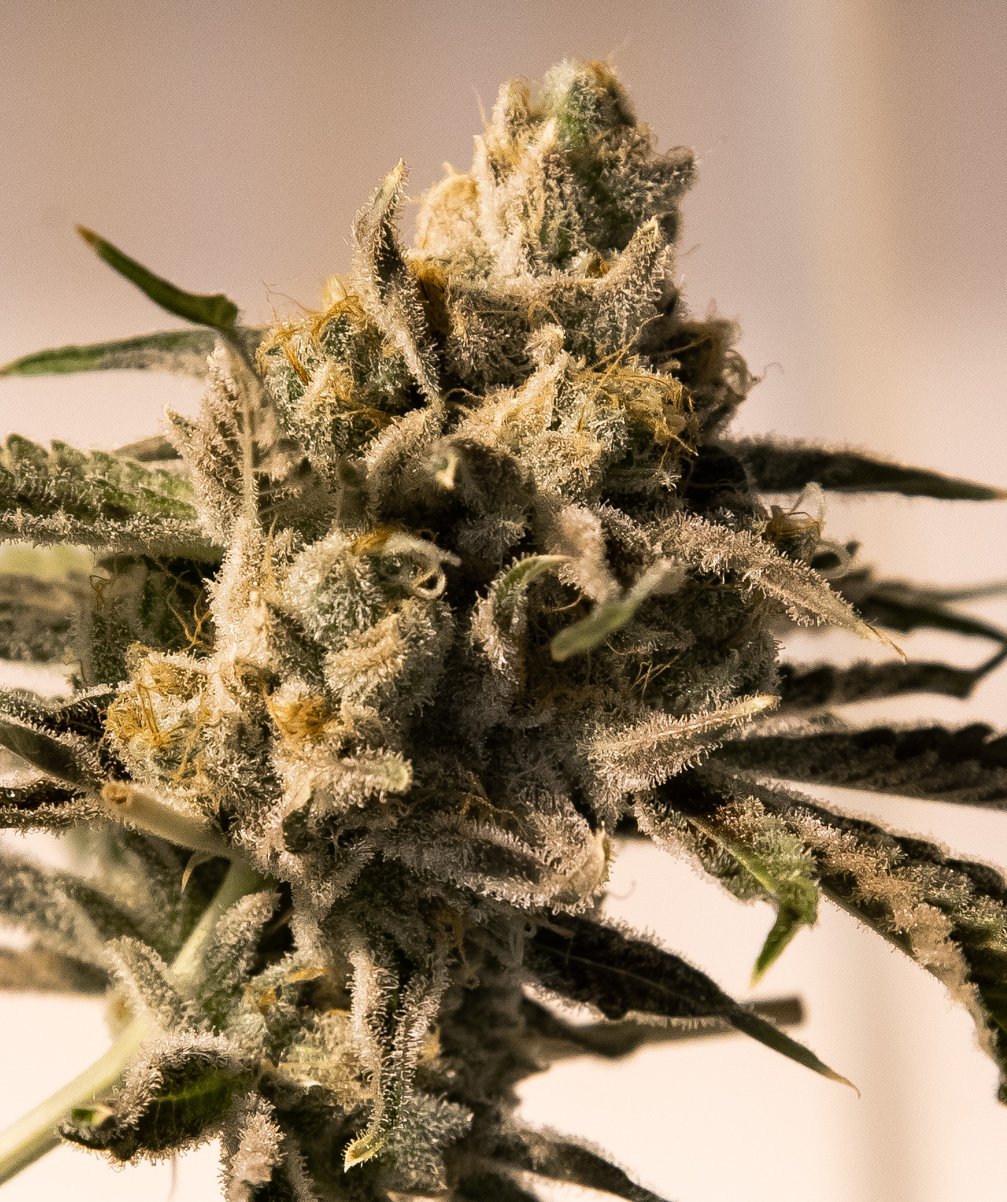 Cherry Pie Fast von High Speed Buds