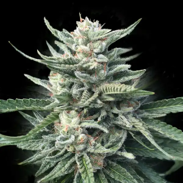Chocolope 256 von DNA Genetics