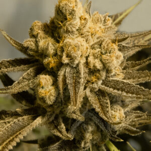 Critical Glue #4 Auto von High Speed Buds
