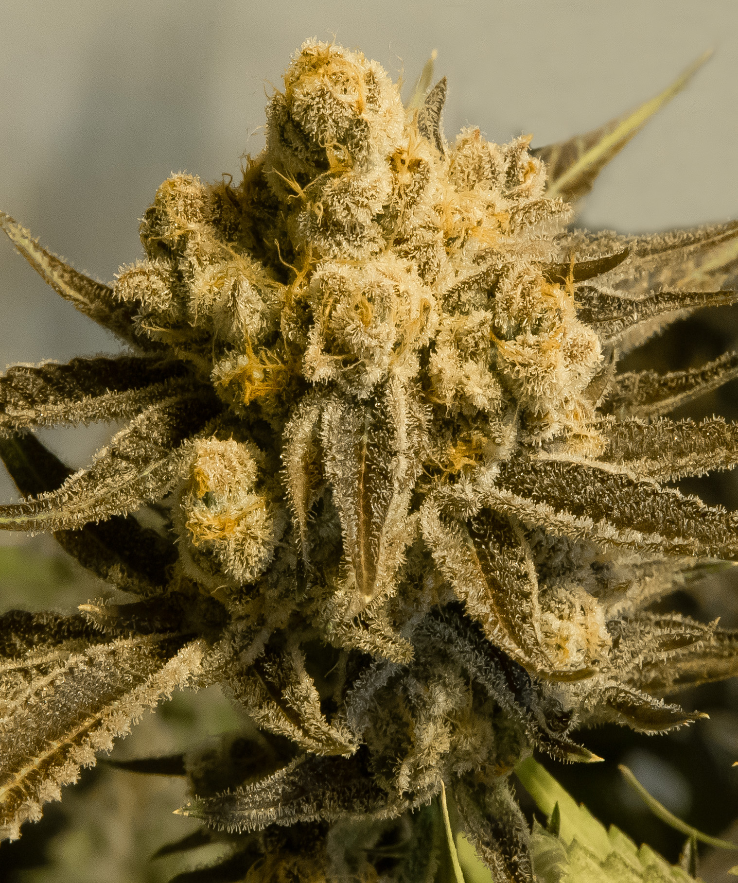 Critical Glue #4 Auto von High Speed Buds