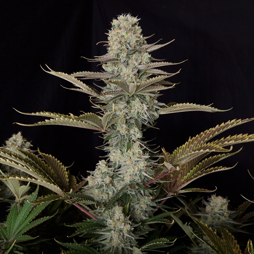 DC Kush von Doctor’s Choice