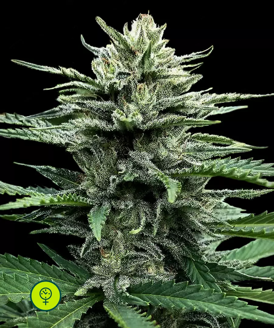 Auto Strawberry Banana von DNA Genetics
