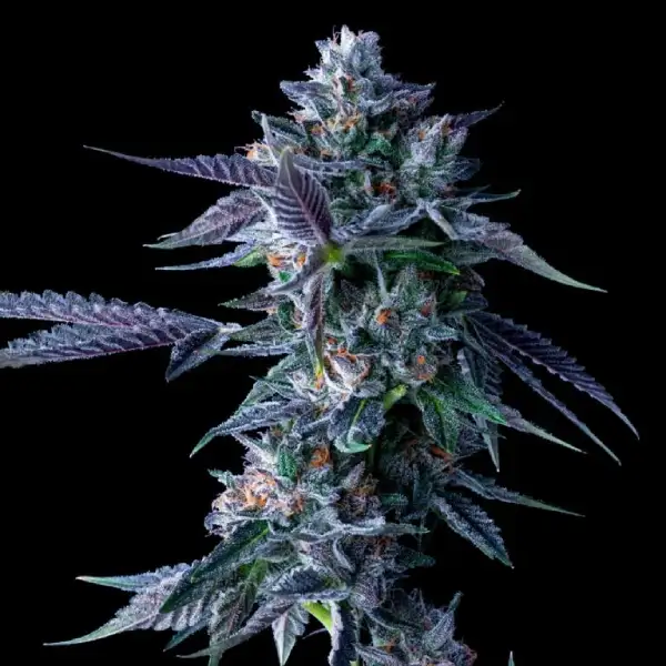 Chocolope von DNA Genetics