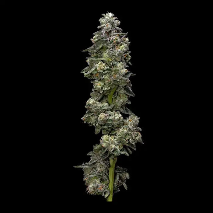 Bakers Delight von DNA Genetics