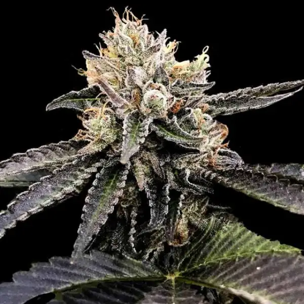 Cataract Cake von DNA Genetics