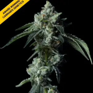 Challah Bread von DNA Genetics