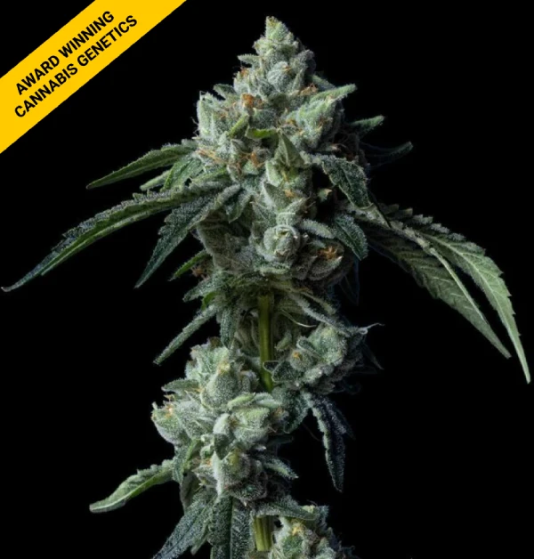 Challah Bread von DNA Genetics