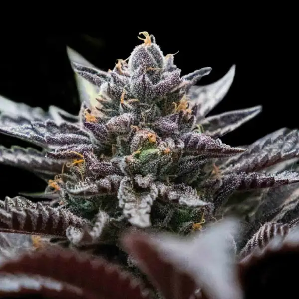 Double Stuffed Sorbet von DNA Genetics