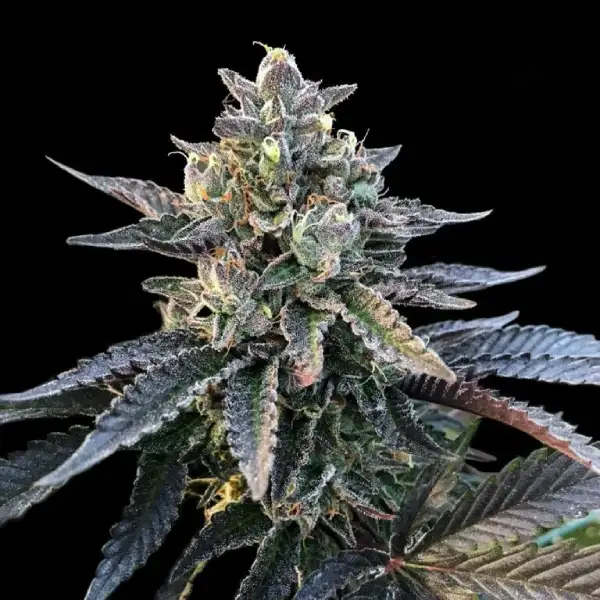 Gelato Sorbet von DNA Genetics