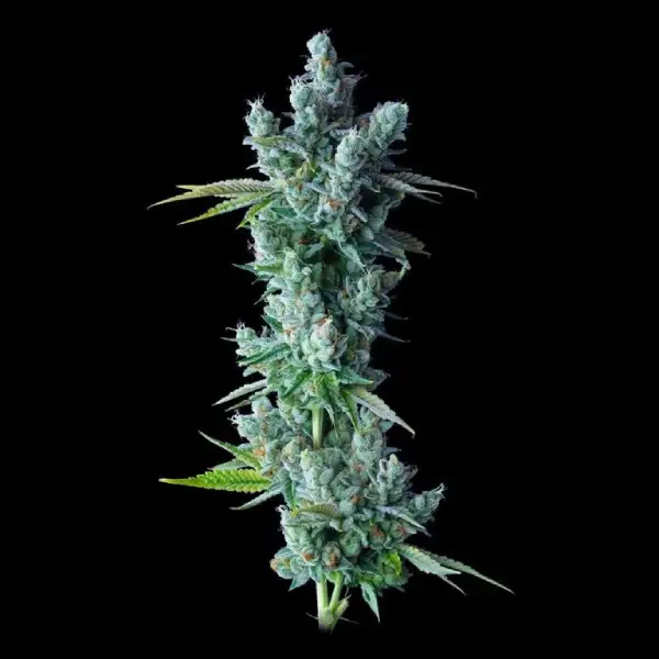 Kosher Dawg von DNA Genetics