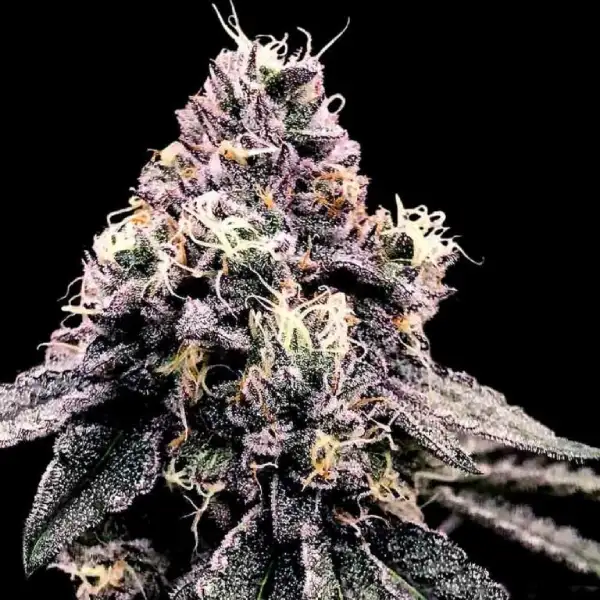 Kosher Pie von DNA Genetics