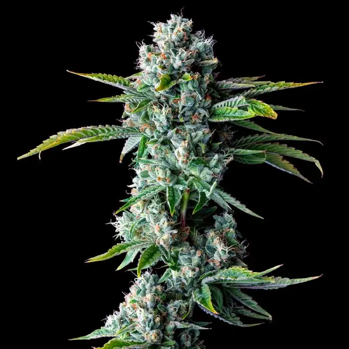 Skywalker Kush von DNA Genetics