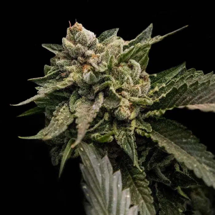 Strawberry Sorbet von DNA Genetics