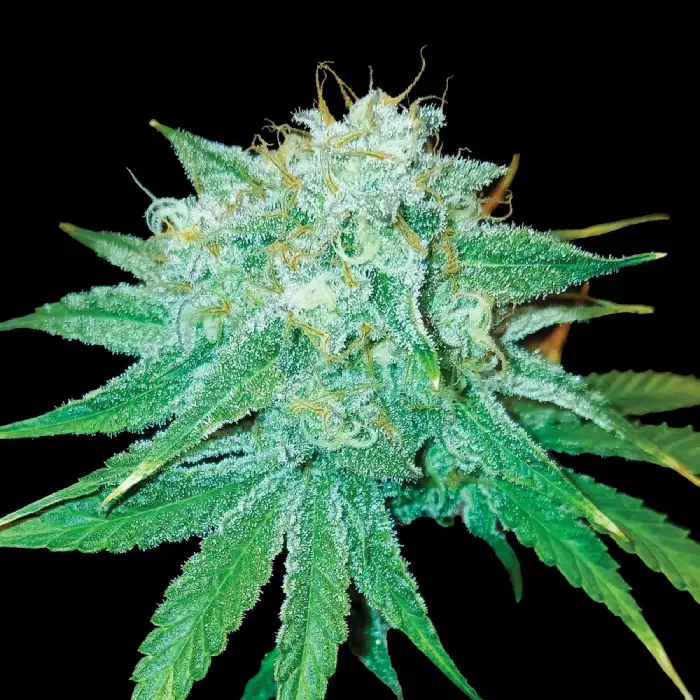The Stinking Rose von DNA Genetics