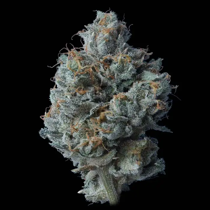 Zallah Bread von DNA Genetics