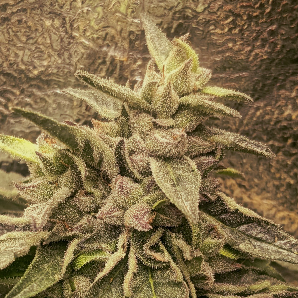 Deep Chunk von Cannapot Seeds