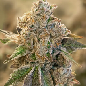 Do Si Face Auto von High Speed Buds