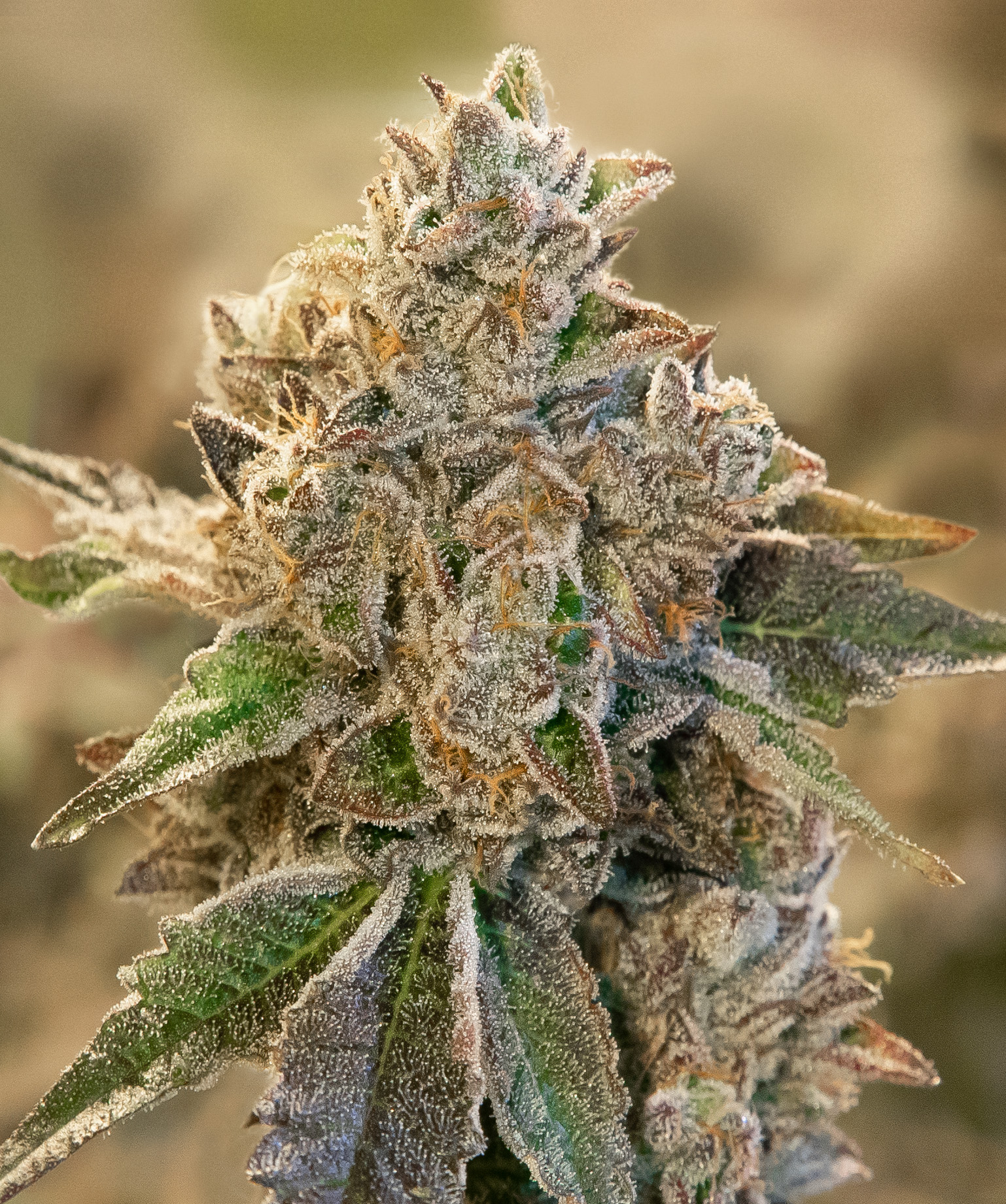 Do Si Face Auto von High Speed Buds