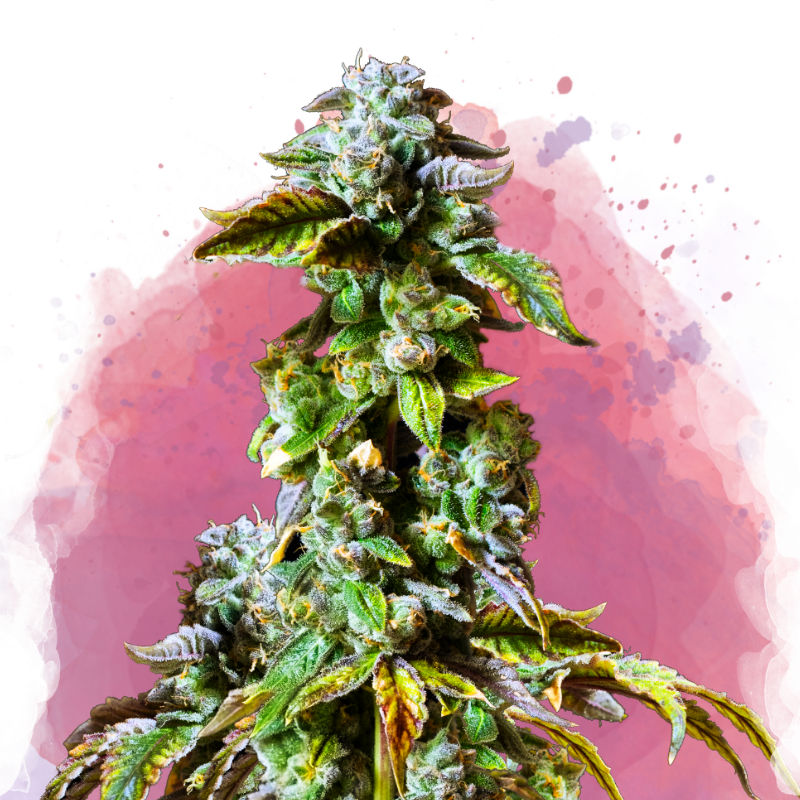 Durban Poison von Nirvana