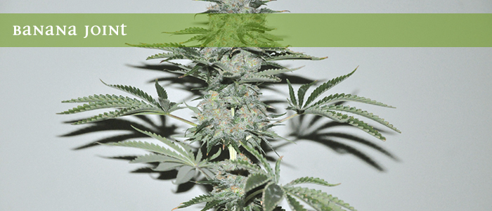 Banana Joint von Elite Seeds