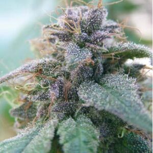 Blue Elite Indica von Elite Seeds