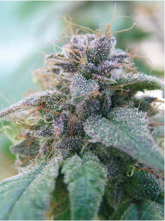 Blue Elite Indica von Elite Seeds