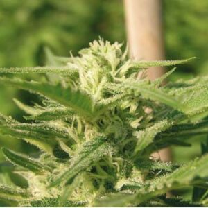 Caprichosa Thai von Elite Seeds