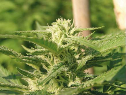 Caprichosa Thai von Elite Seeds
