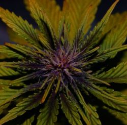 Dark Rose Auto CBD von Elite Seeds