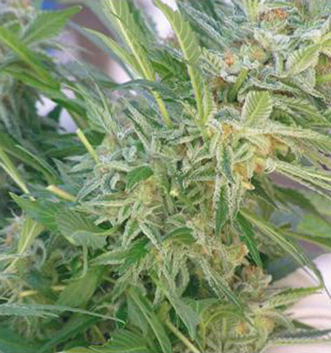 Elite 47 von Elite Seeds