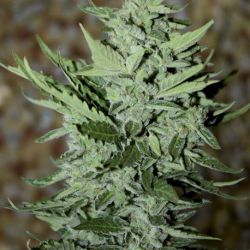 Elite 47 Auto von Elite Seeds