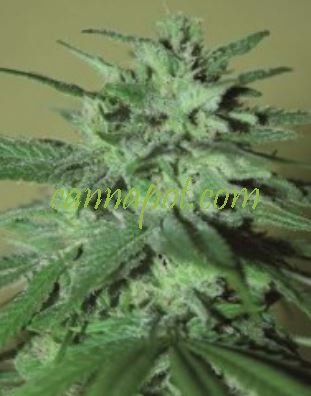 La Cheperudeta von Elite Seeds