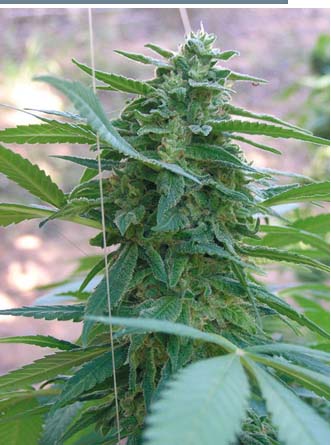 La Rica Classic THC von Elite Seeds