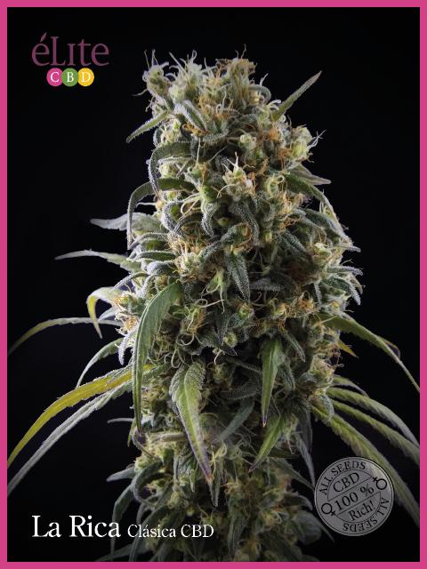 La Rica CBD von Elite Seeds