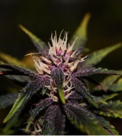 Purplediol Auto CBD von Elite Seeds