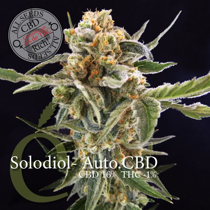 Solodiol Auto CBD von Elite Seeds