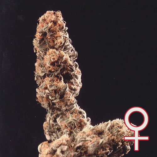 Afghani Special feminisierte Samen von KC Brains