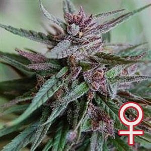 Bahia Black Head feminisierte Samen von KC Brains