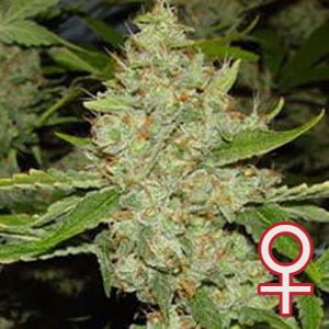 Brains Choice feminisierte Samen von KC Brains