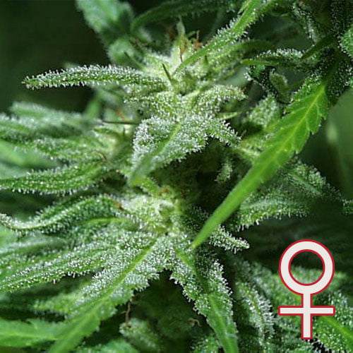 Brains Damage feminisierte Samen von KC Brains