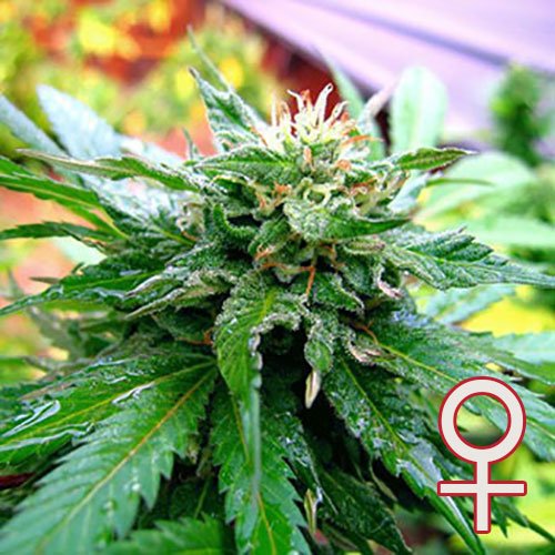 California Special feminisierte Samen von KC Brains