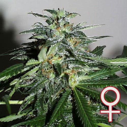 Cyber Cristal feminisierte Samen von KC Brains