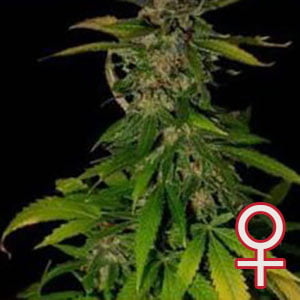 Double D feminisierte Samen von KC Brains
