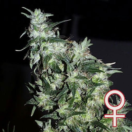 Haze Special feminisierte Samen von KC Brains